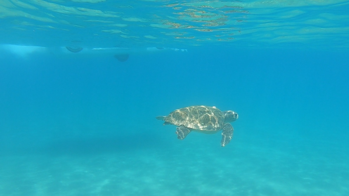 Plavání s želvami aneb mořské kareta safari (Táta)