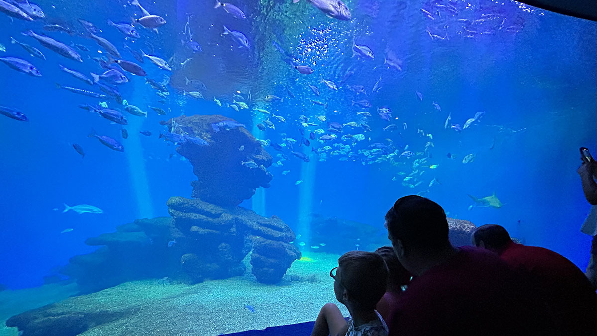 Palma Aquarium (Táta)