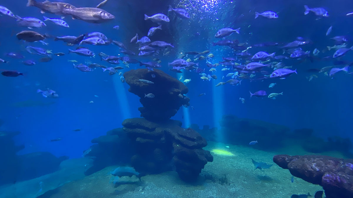 Palma Aquarium (Táta)