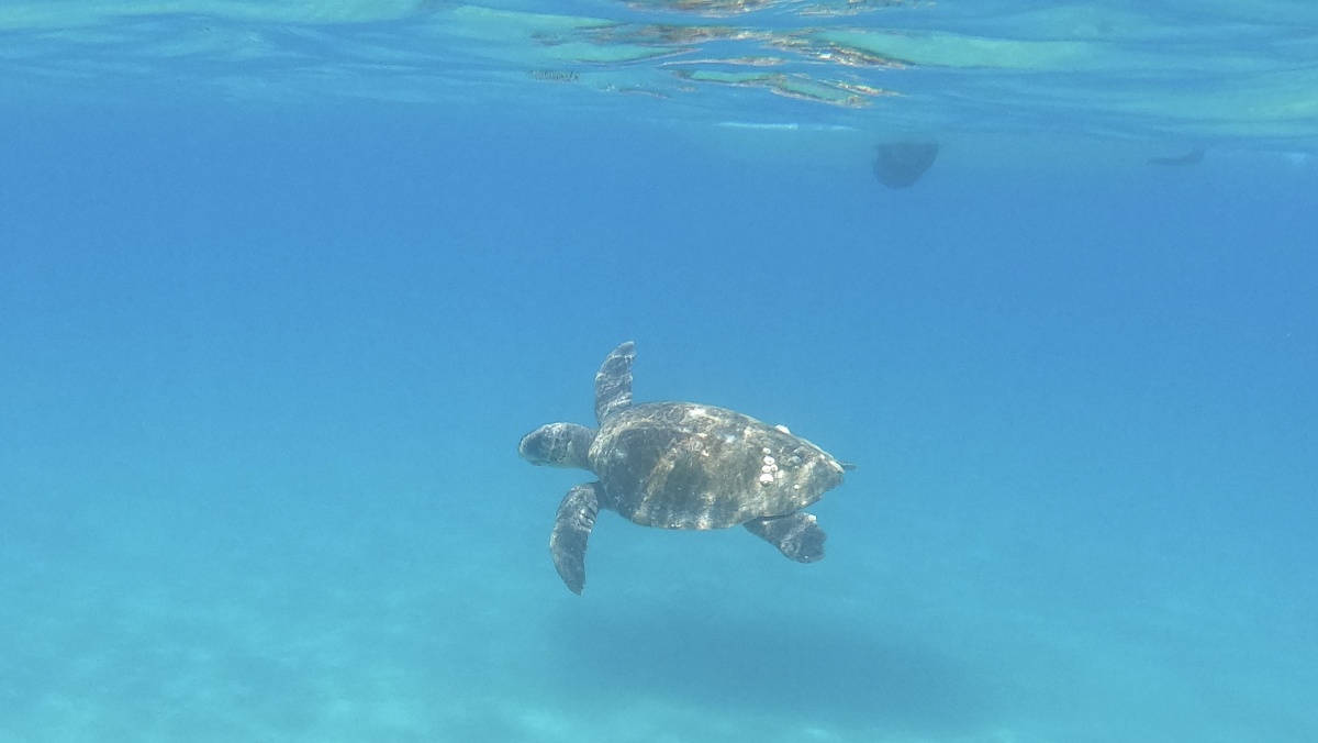 Plavání s želvami aneb mořské kareta safari
